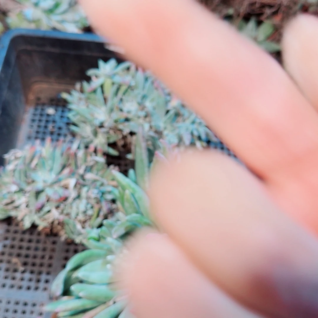 9372瑕疵框拍不售后