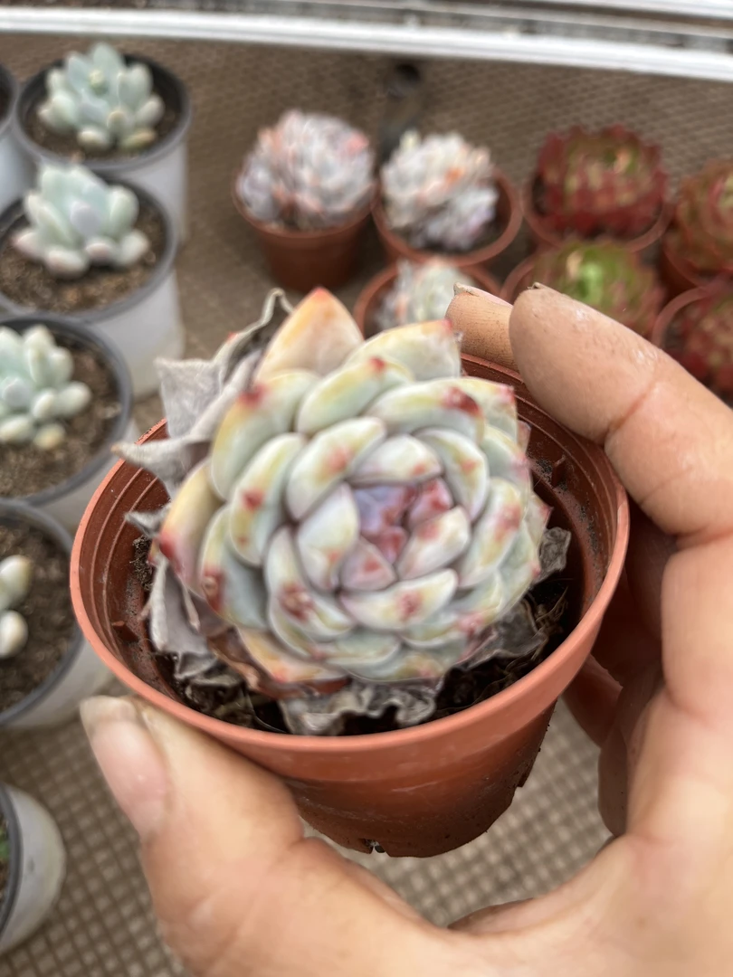 石榴籽橙多肉【暗纹多肉糖心多肉】 【6cm左右冠幅脱土发货】