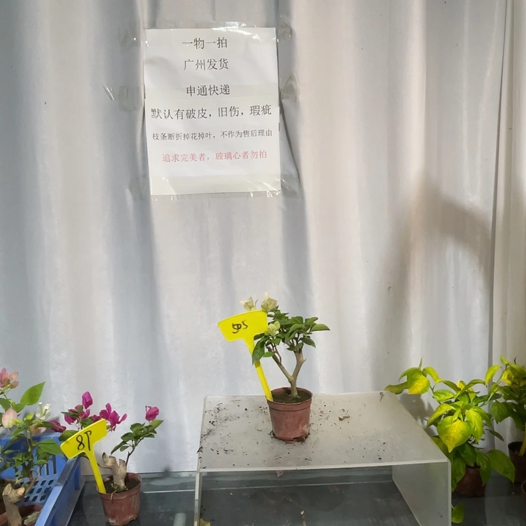 大部分开放少量花苞505掌中宝绿叶五宝