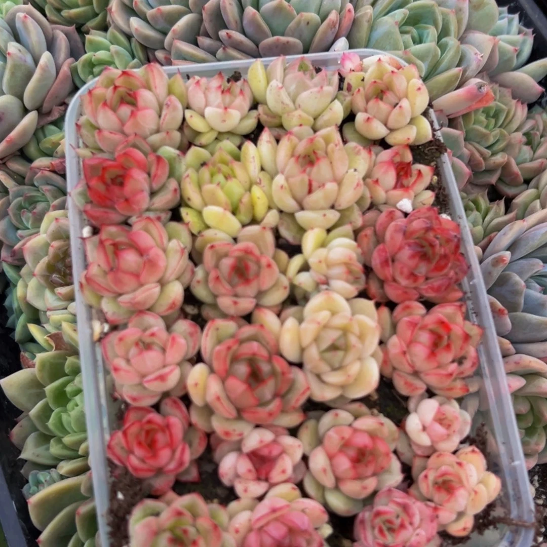 062多肉葡萄的味道是