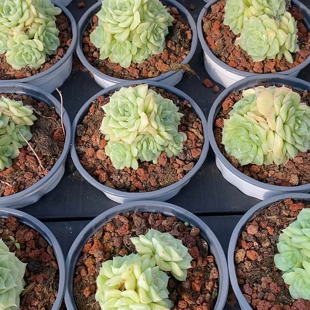 117白天鹅麦杆群，多肉