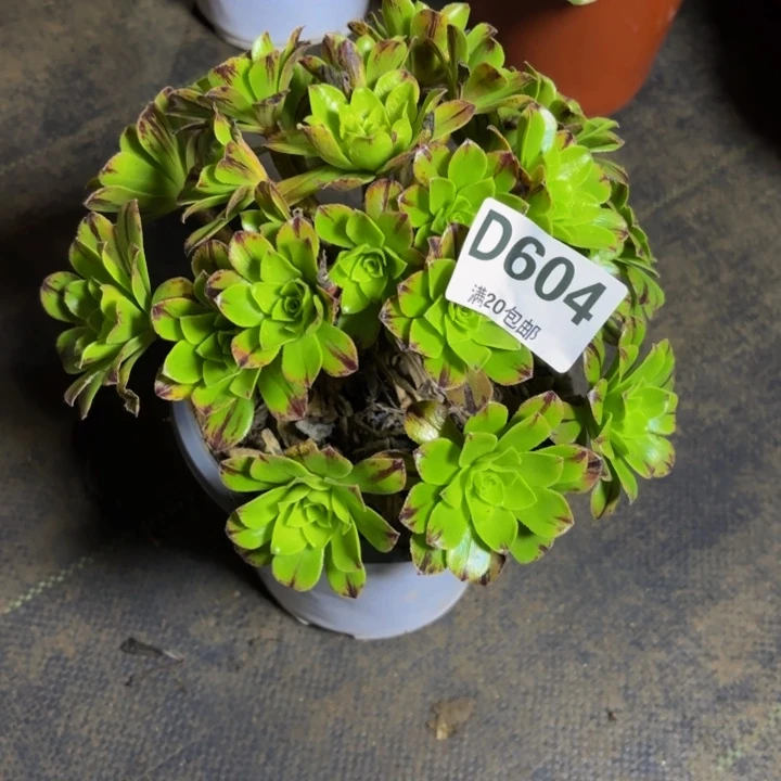 瑞妈多肉园艺604必火