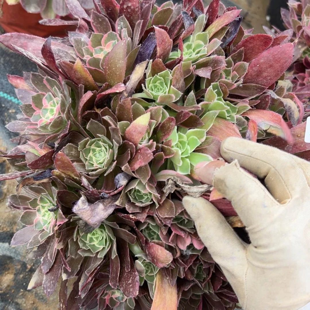 233男神多肉植物系