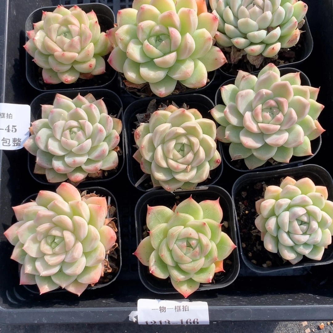 1214-45 麦秆套餐一组