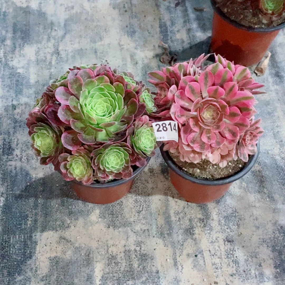 组合2814多肉11111