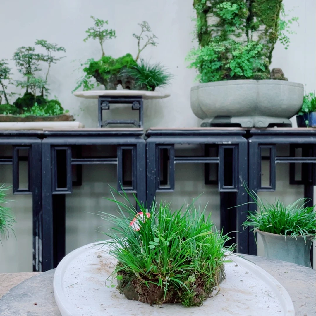 无铅玻璃飞铁线蕨的一个分支叫做