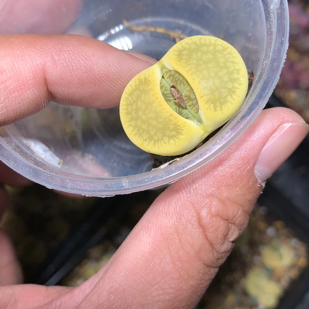G375多肉植物保护