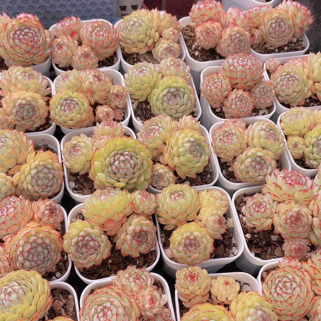 量拍12号 小红船小红p群生一个