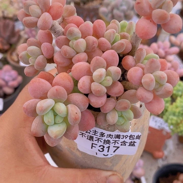 鱼子酱老桩8cm317多肉植物