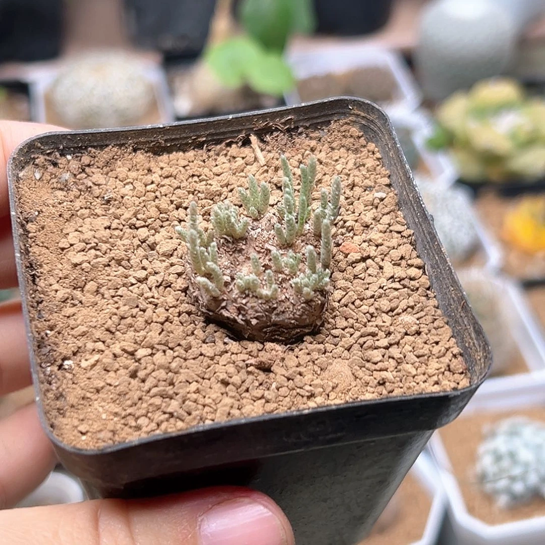 无花朵红花韧锦实生2.5CM