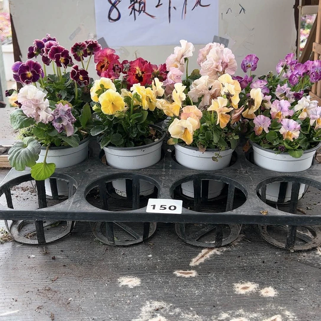 【闪购商品】150号