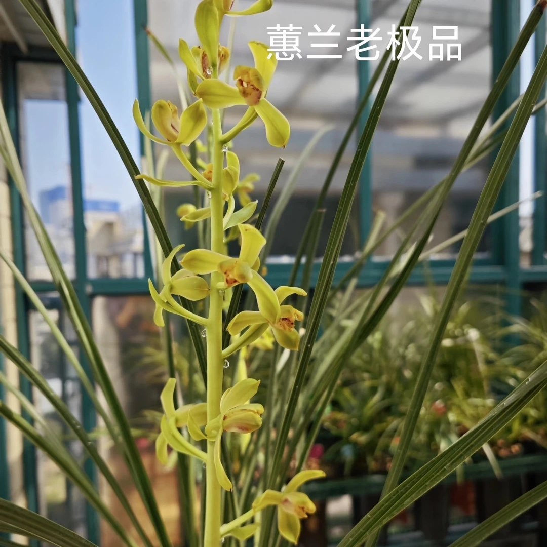 蕙兰新八种老极品一杆多花浓香型气势雄伟斜直立挺拔花朵圆润饱满