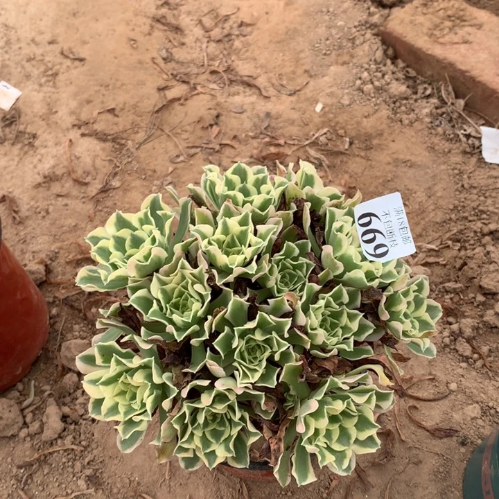 669白凤绣球4号棚