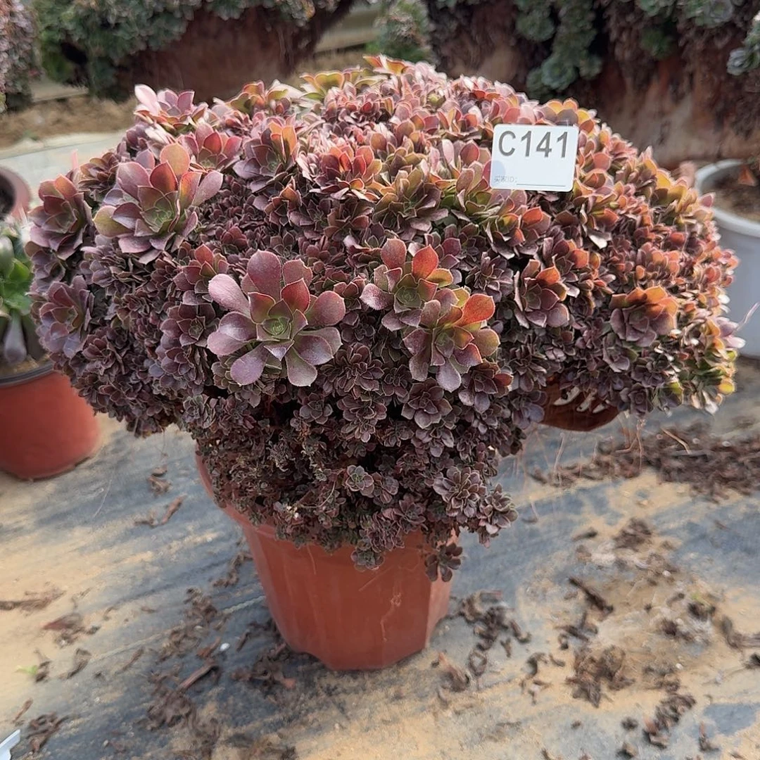 141玫瑰朵朵一颗呀呀有伤