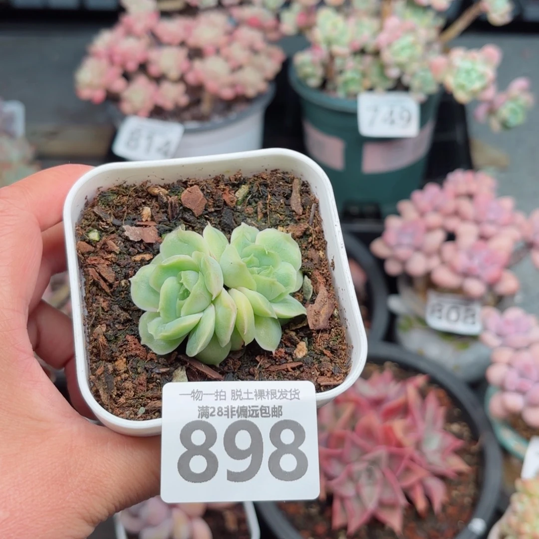虾饺双头无盆土发货