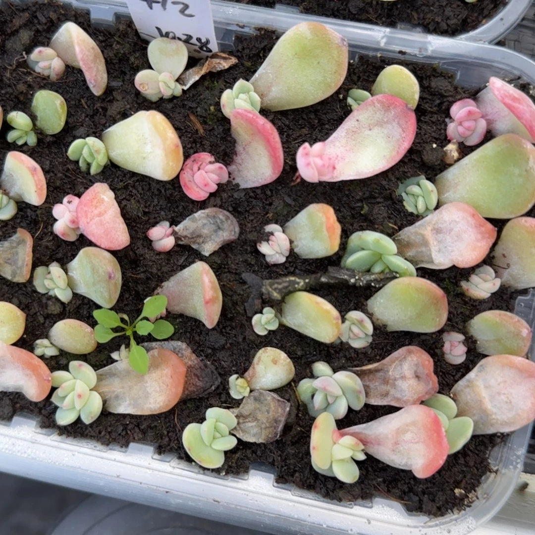 412 穴3个满25包邮