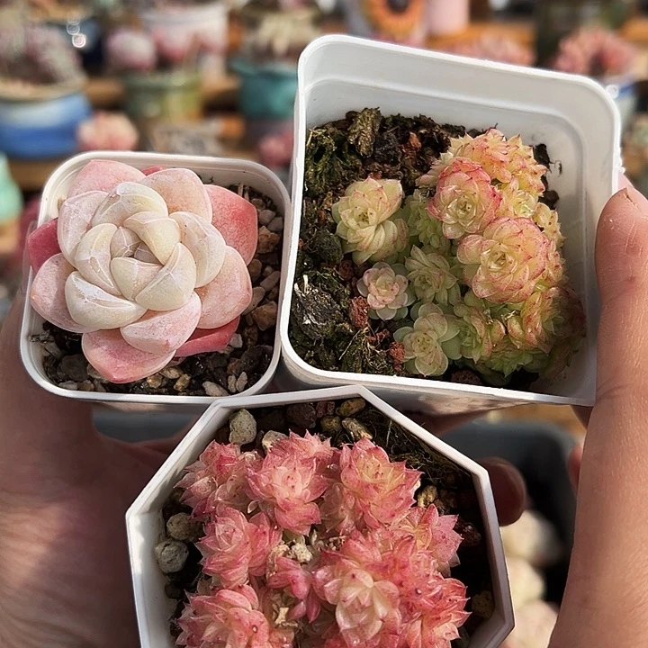 嘿*嘿多肉冰玉麦秆一起三颗1402