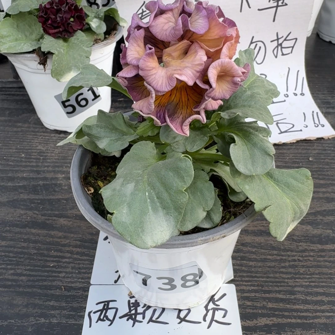 全部花朵738号洛可可