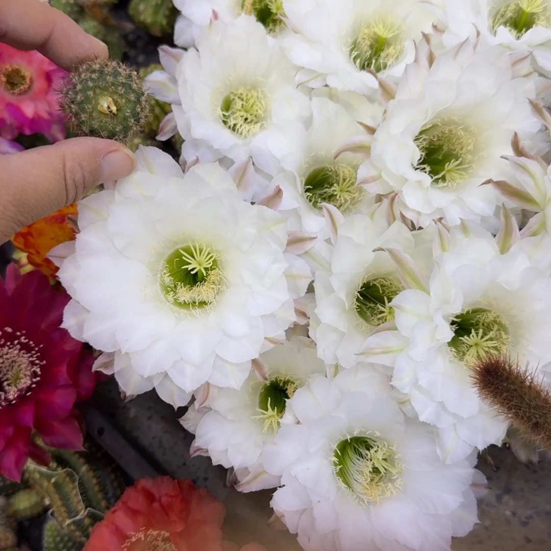 201彩草白咖啡歪无根侧牙3公分左右，20包邮