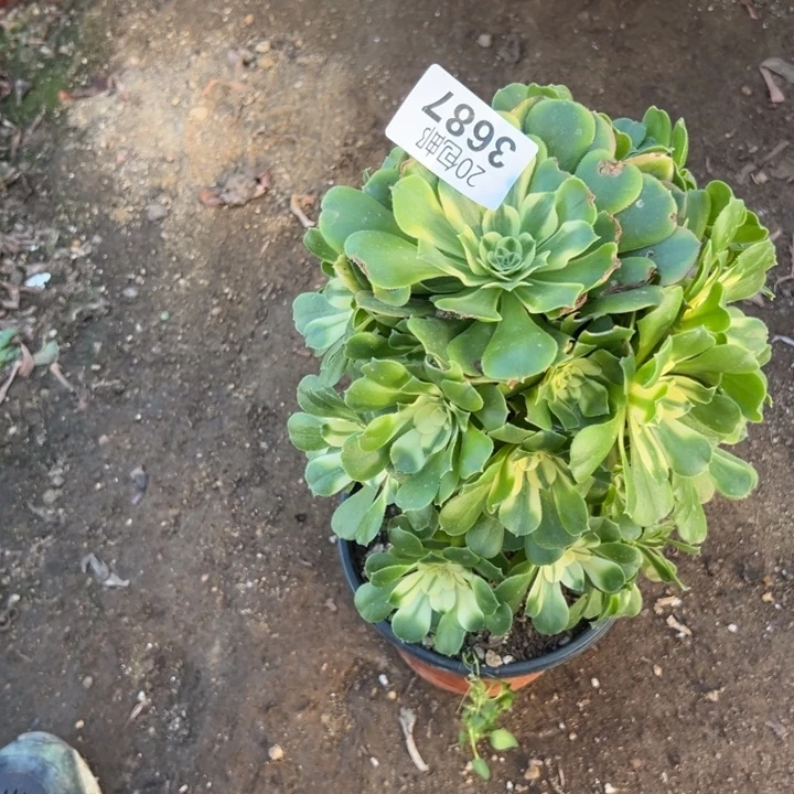 多肉植物3687种植物