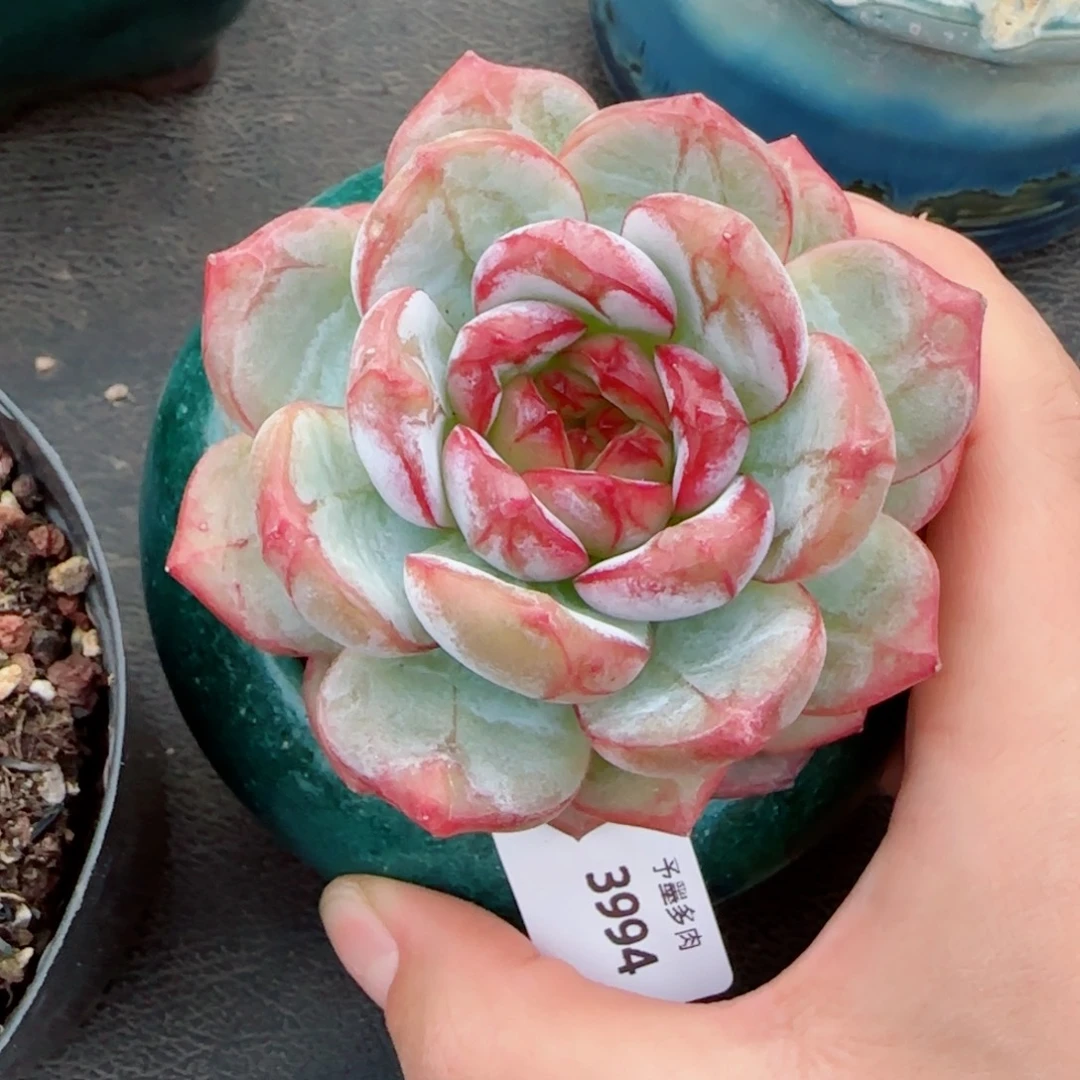 雪色浪漫，3994多肉植物