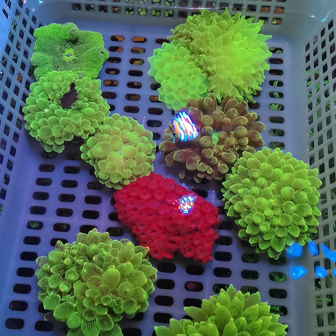 草皮珊瑚绿奶海葵两头128
