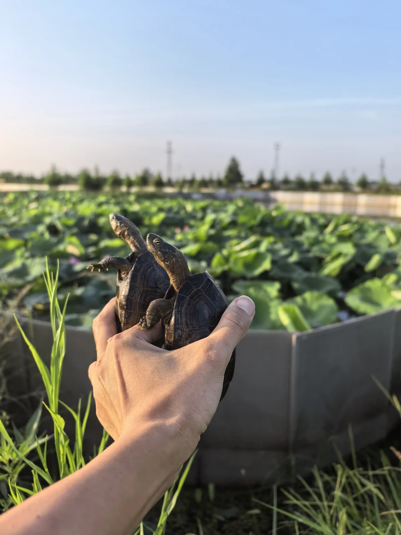 湖南草龟直播专用链接