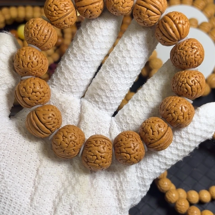 2号21尺寸金鱼肚全品