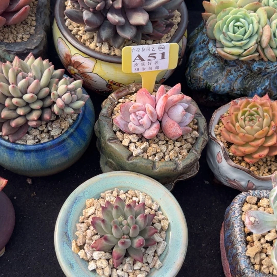 守**福多肉植物111111