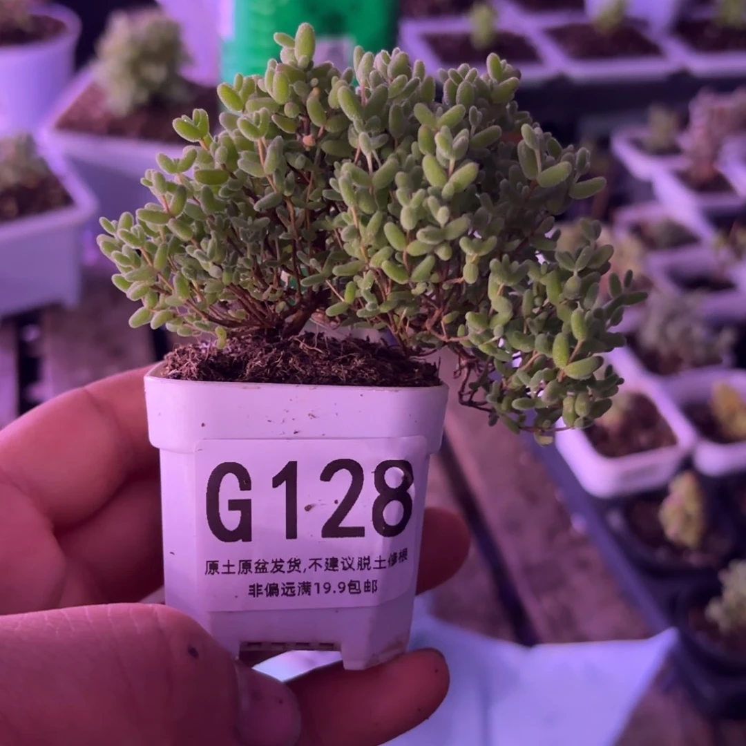 清**~枝干番杏蜜橘G128