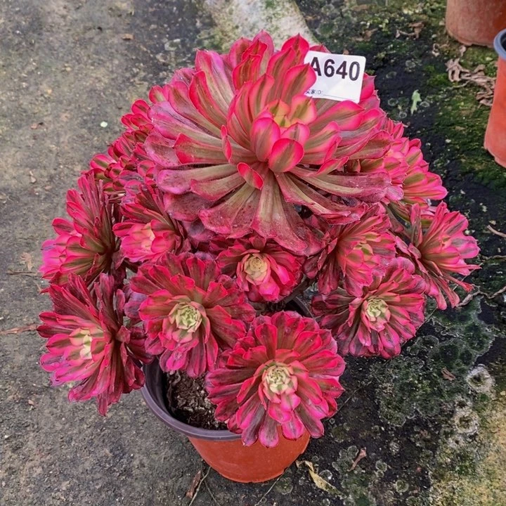 红铜白多肉植物640