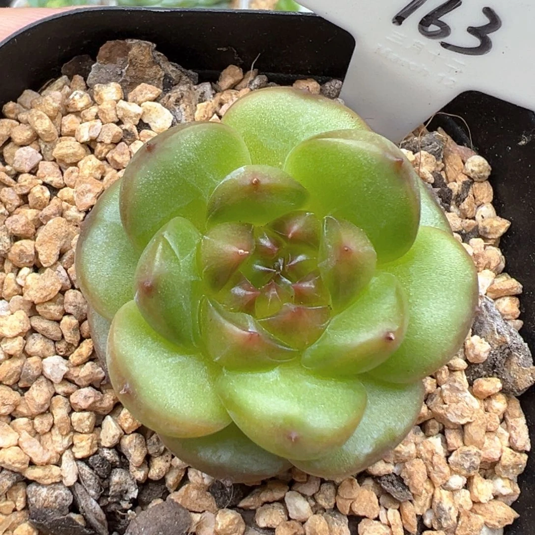 163号月桂 晗雨多肉