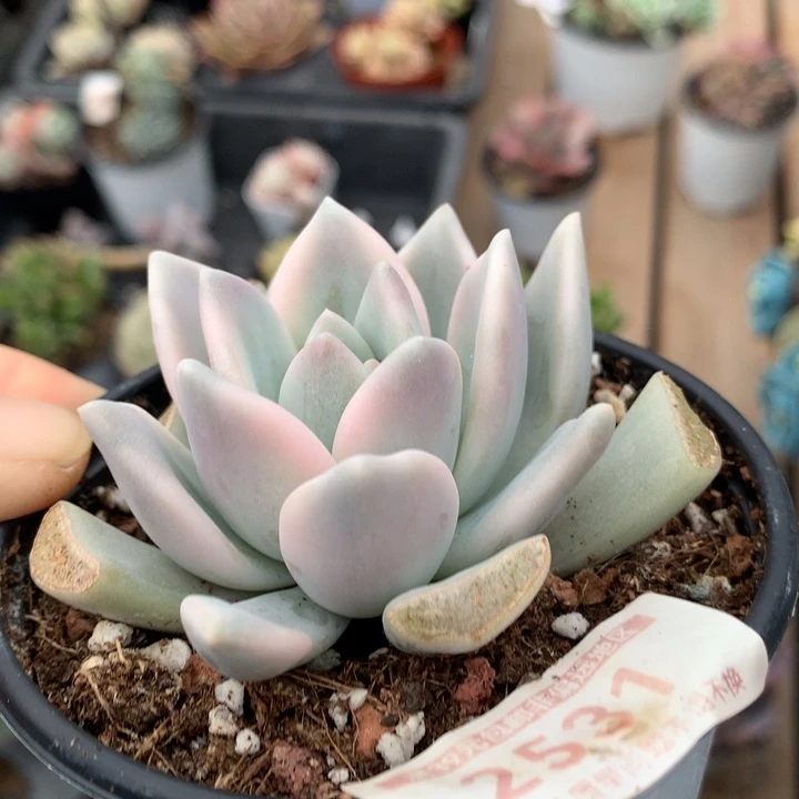 奥普琳娜锦多肉植物