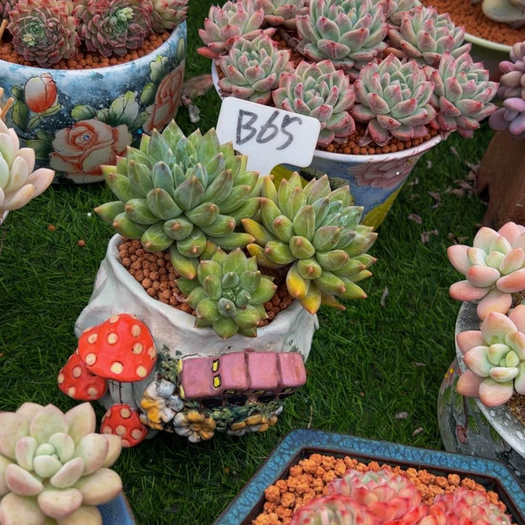 萍*重楼小老桩多肉