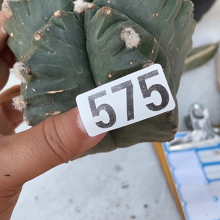 575号至甘龟甲栾一颗