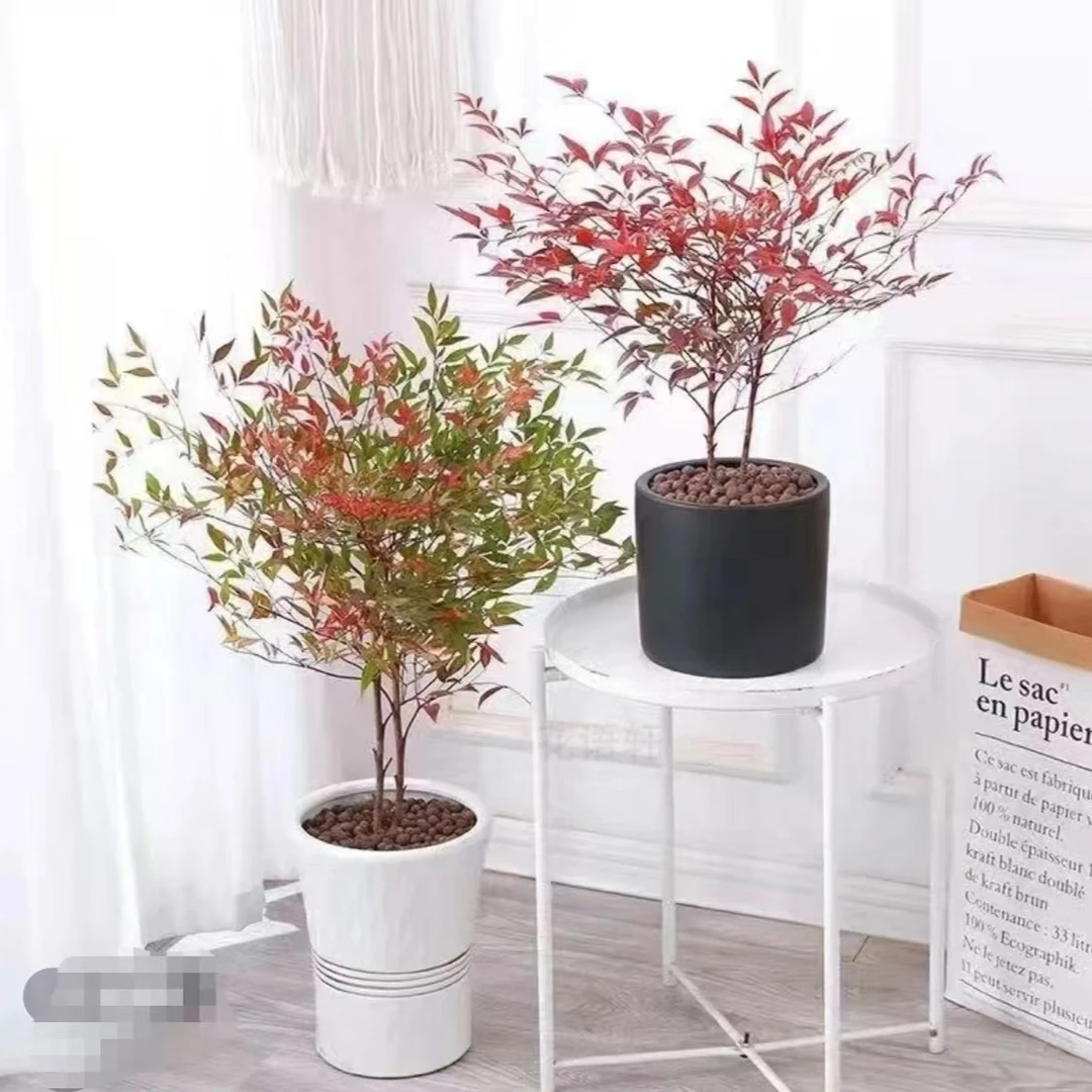 四季常青南天竹，适合室内外阳台，天气越冷叶子越红