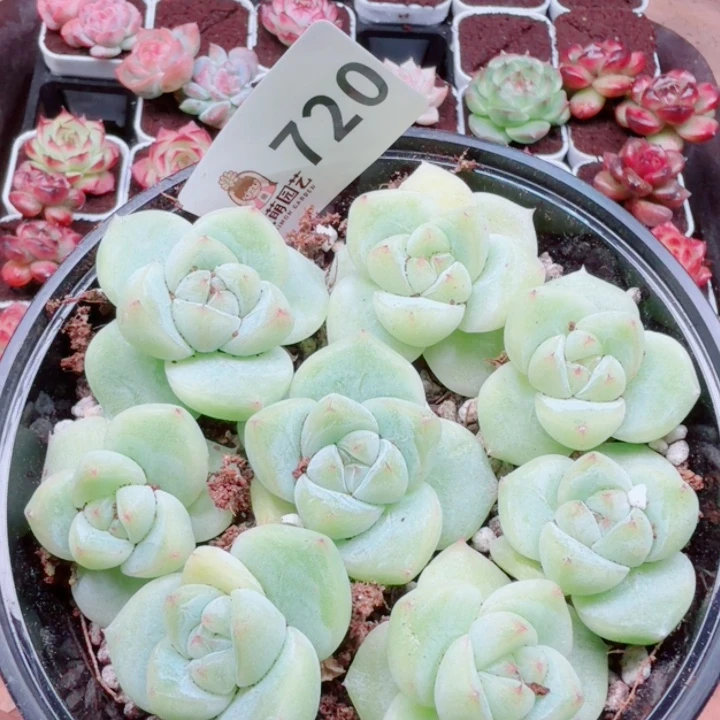 多肉植物多肉植物