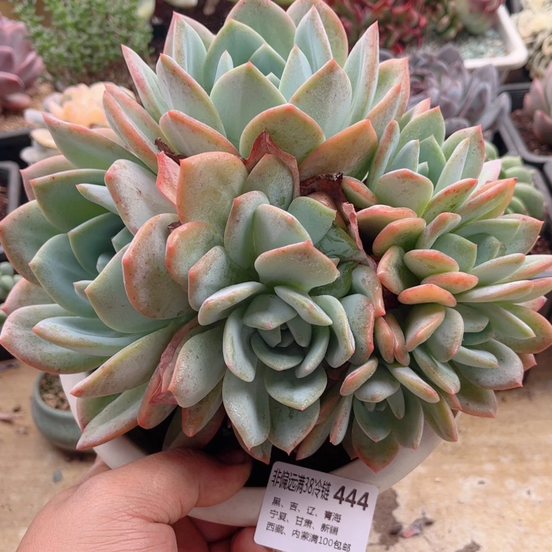 444凤橙缀德华多肉