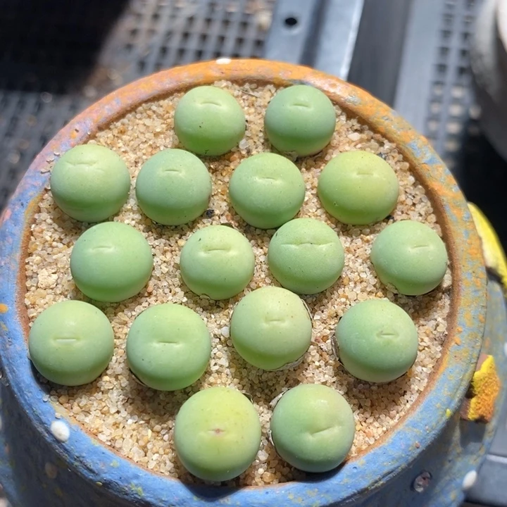 鸽子蛋一颗 1厘米