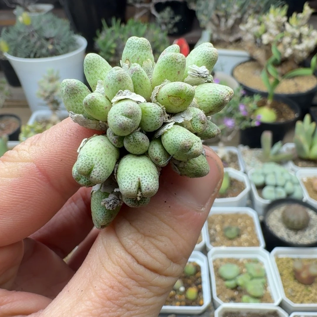 草莓斑马多肉。