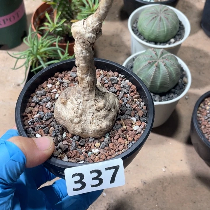 ?****?337泰国火桐块根