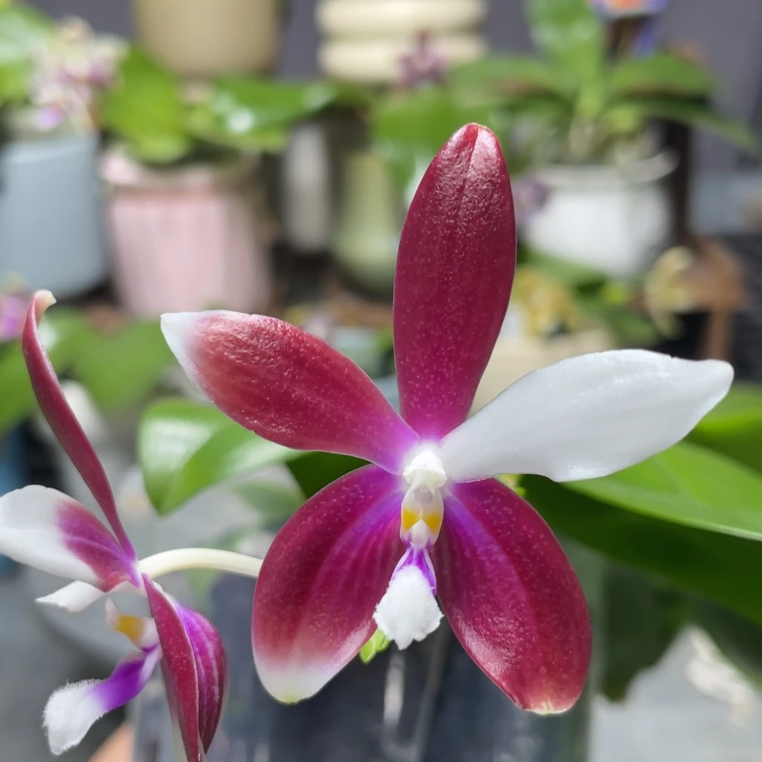 完全开放红熊猫交铁爪，4寸杯开花株
