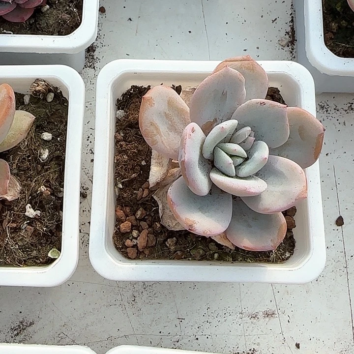 《**》青蛙王子儿童牙膏111