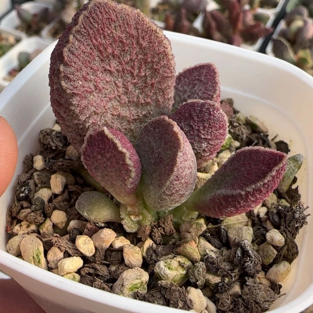 哈默猪肝多肉水泡