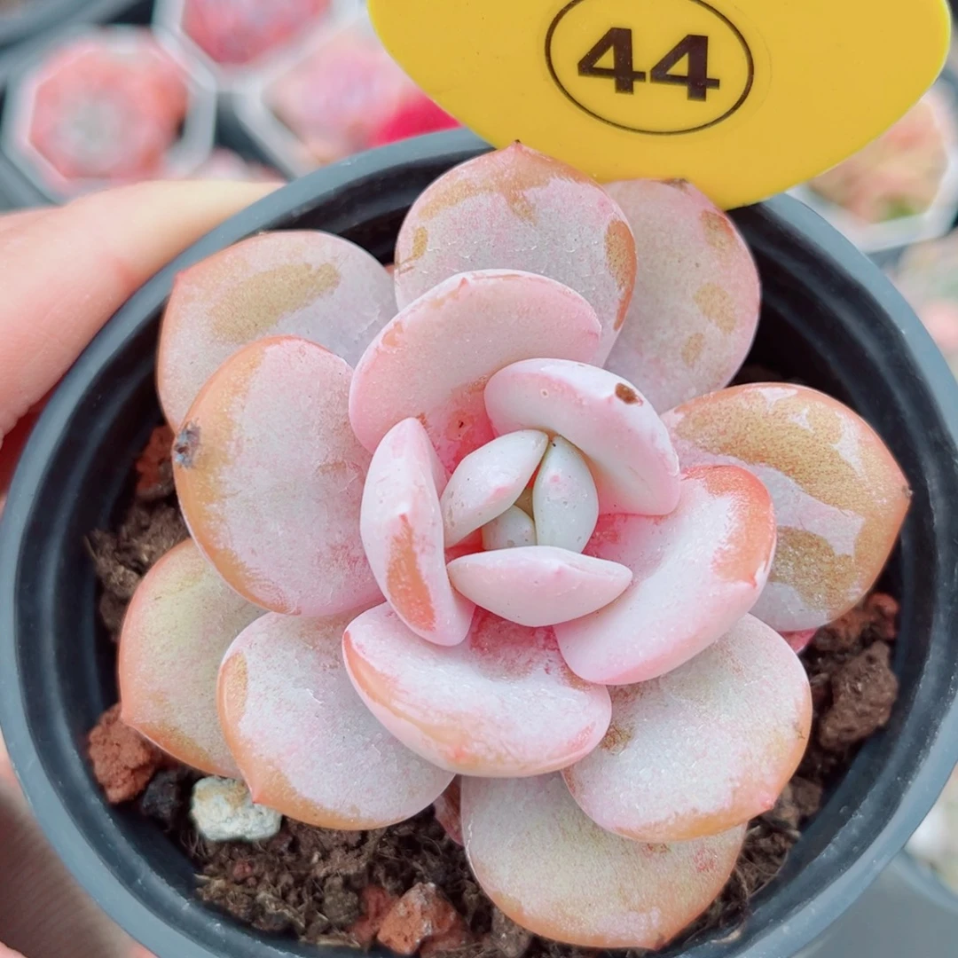 44号小老桩奶茶单头