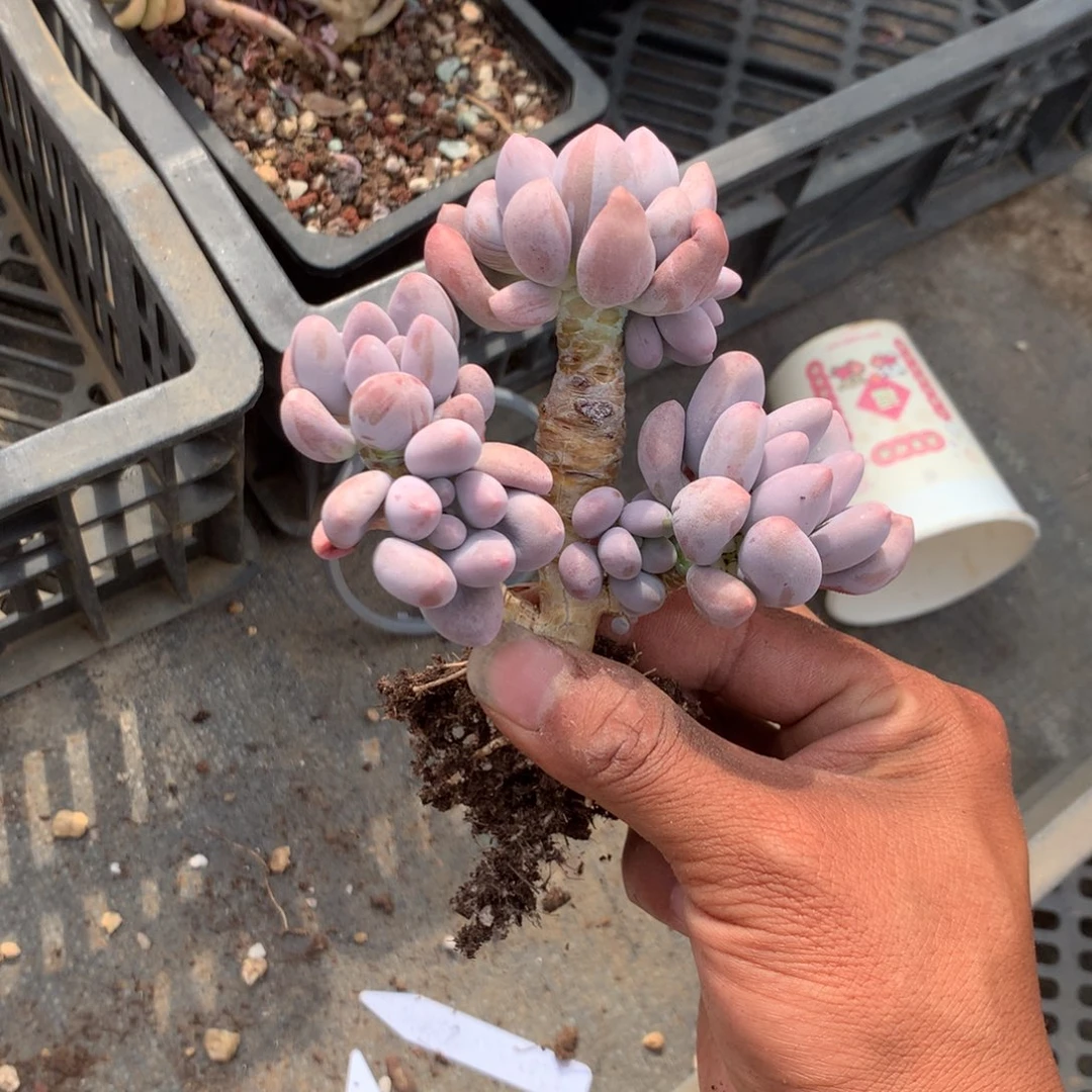 你要吃就去拿去咯你