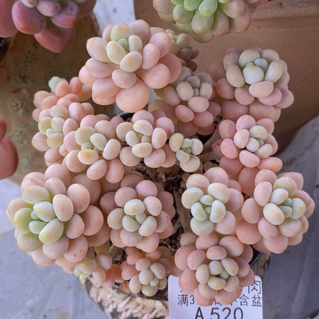 洛可可12cm520多肉植物