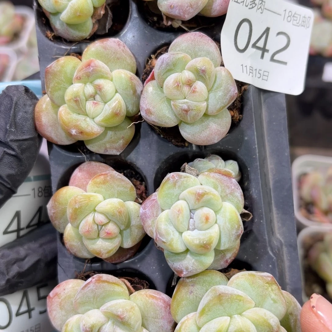 42 号江北多肉到手1框