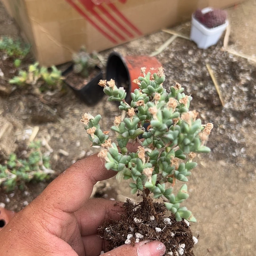 多肉植物多肉植物
