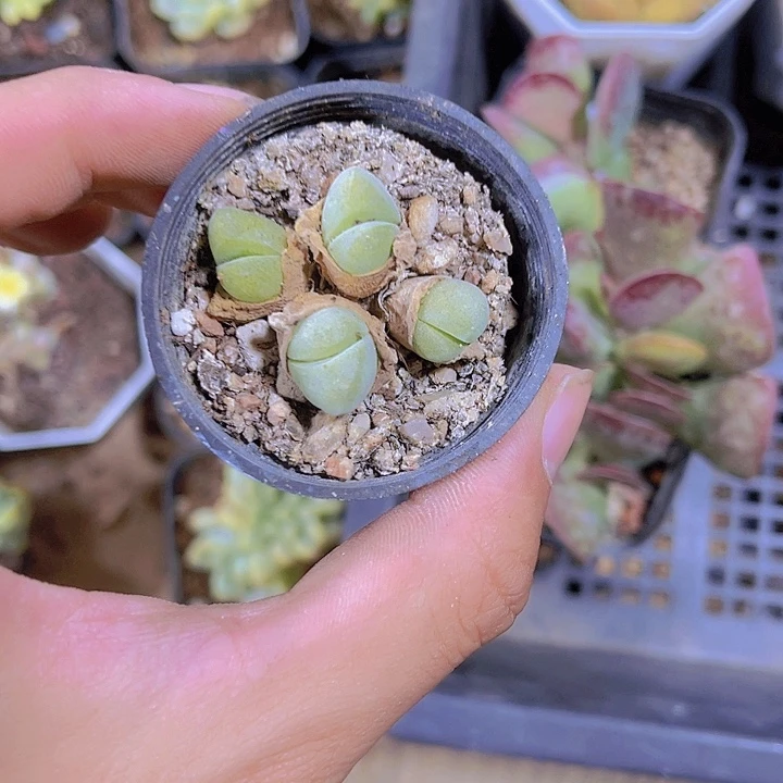 精品小鲨鱼嘴带盆土发